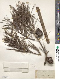 Pinus glabra image