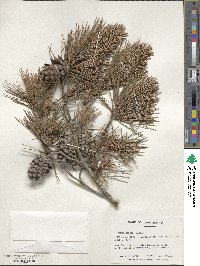 Pinus glabra image