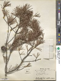 Pinus glabra image