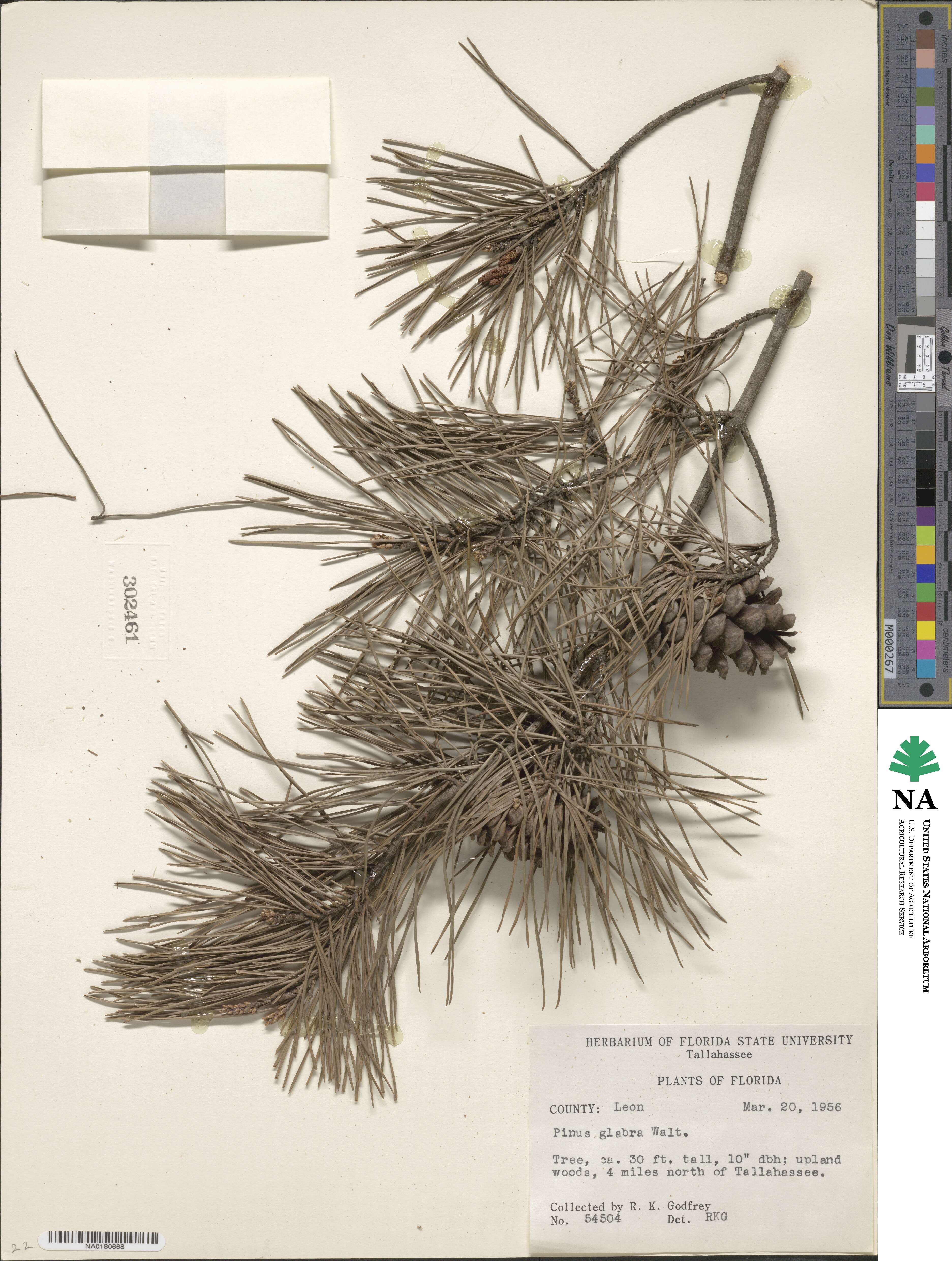 Pinus glabra image