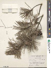 Pinus glabra image