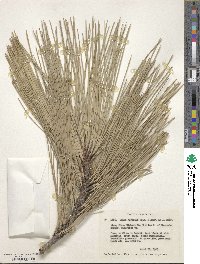 Pinus jeffreyi image