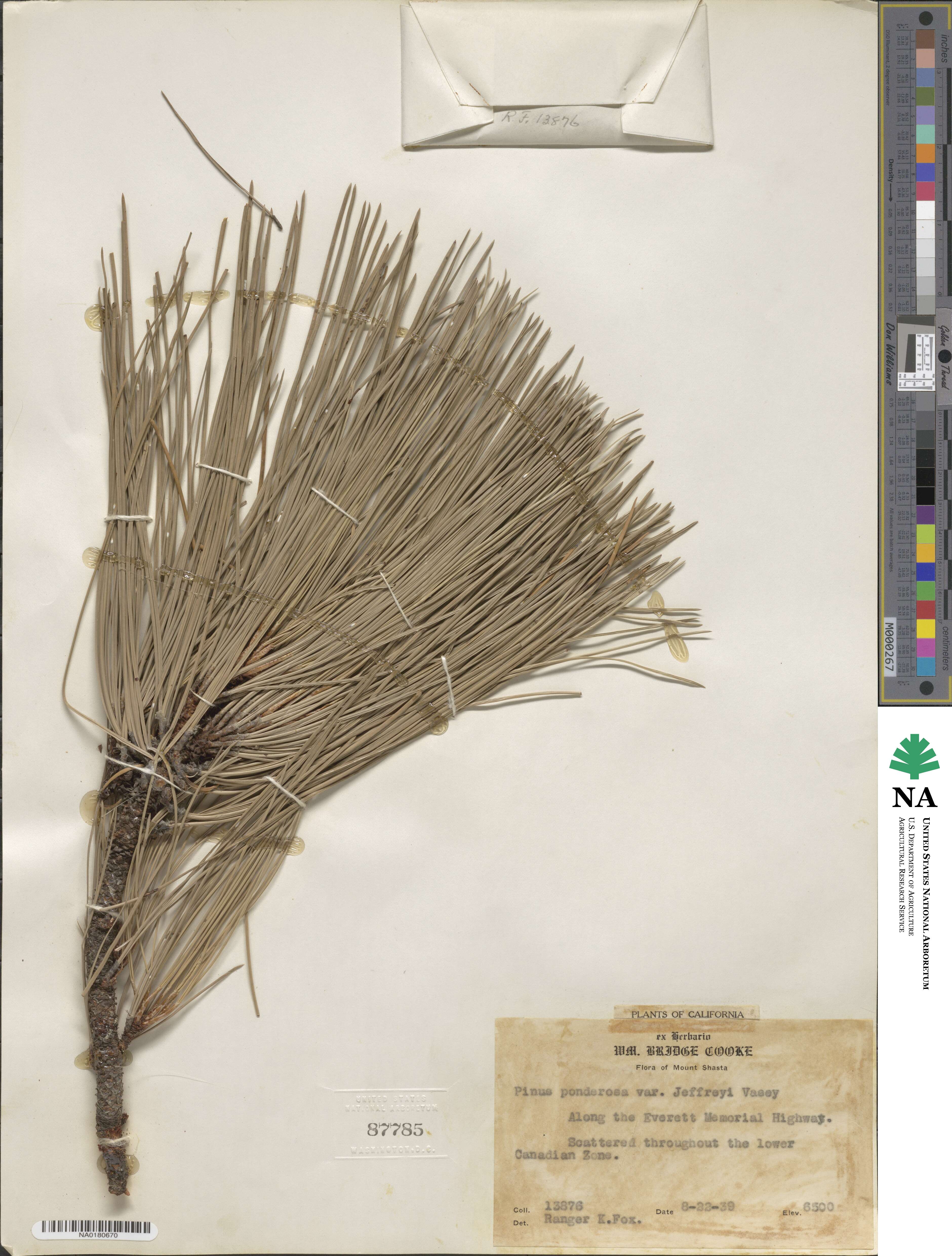 Pinus jeffreyi image
