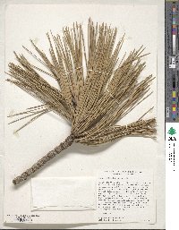 Pinus jeffreyi image