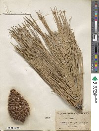 Pinus jeffreyi image