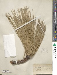 Pinus jeffreyi image