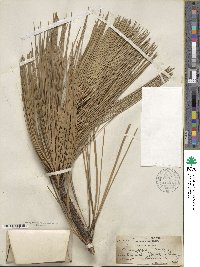 Pinus jeffreyi image