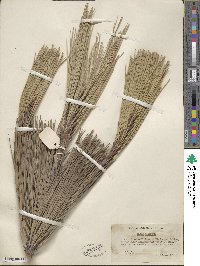 Pinus jeffreyi image