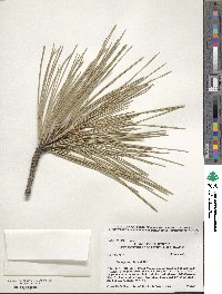 Pinus jeffreyi image