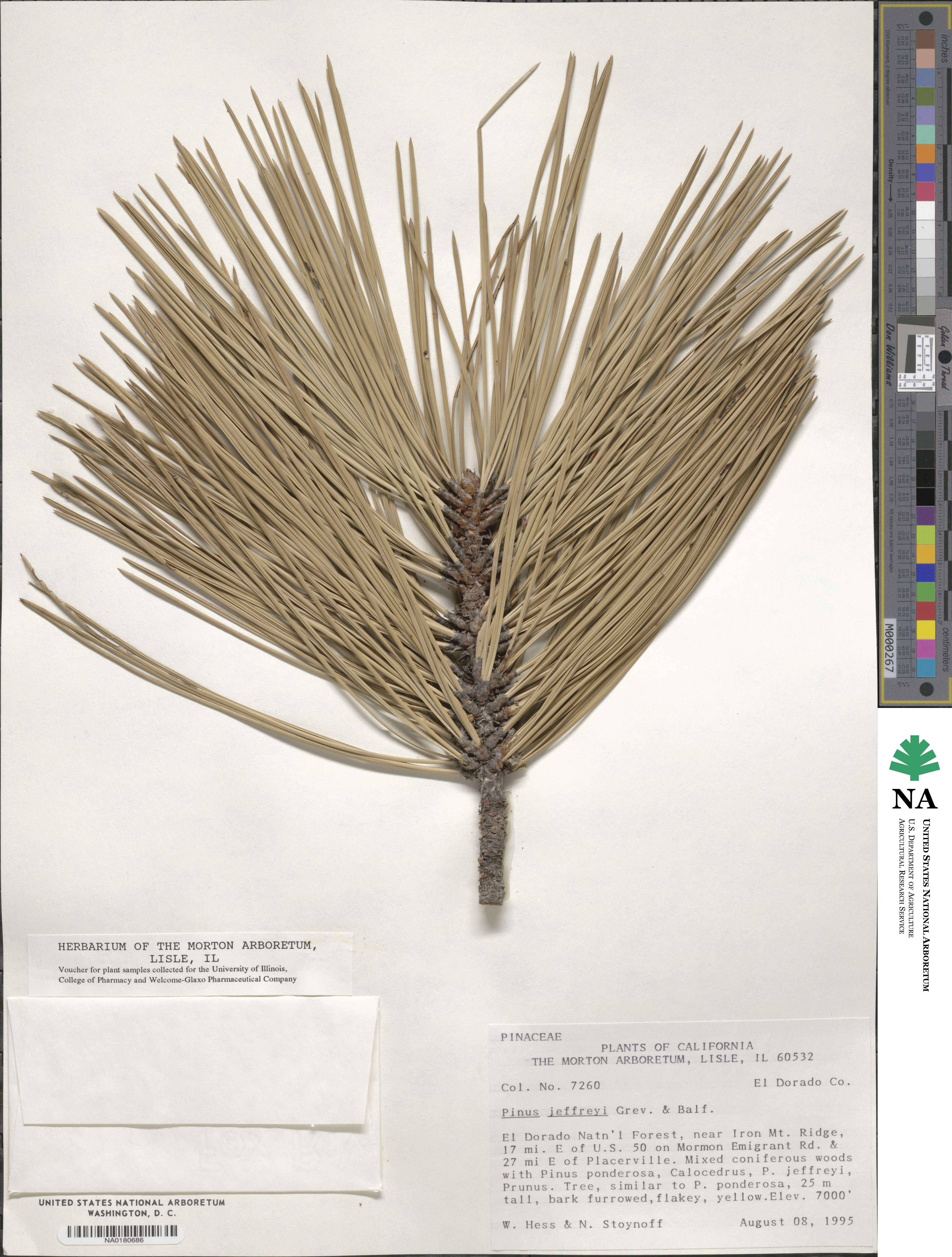 Pinus jeffreyi image