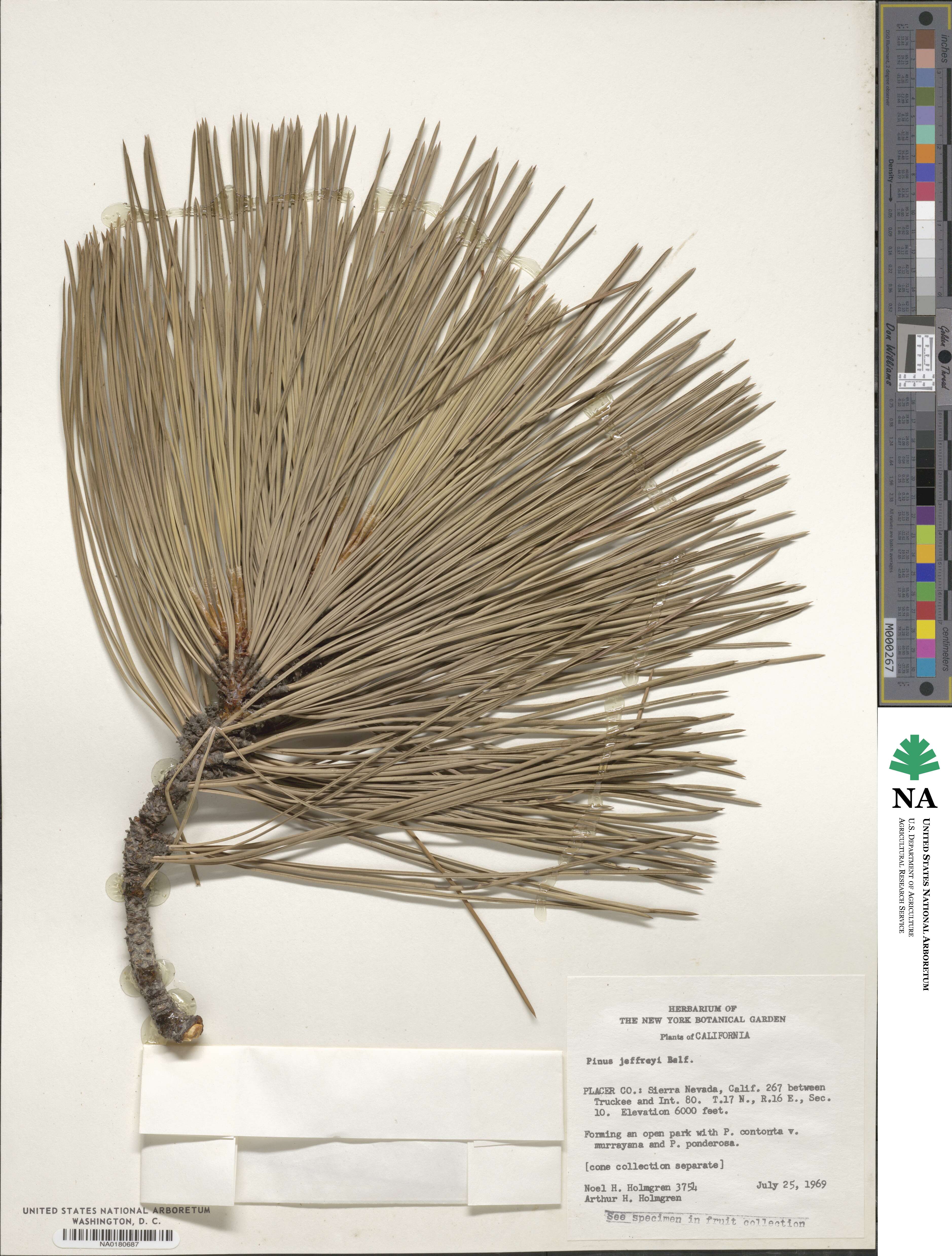 Pinus jeffreyi image