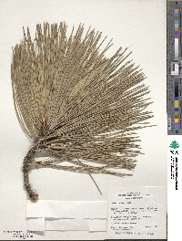 Pinus jeffreyi image