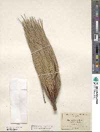 Pinus jeffreyi image