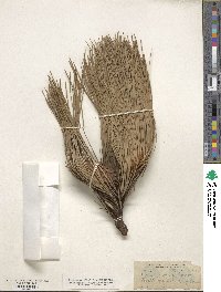 Pinus jeffreyi image