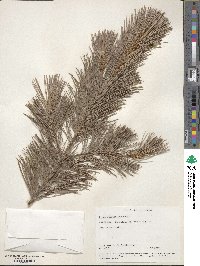 Pinus lambertiana image