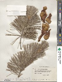 Pinus lambertiana image