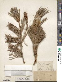 Pinus lambertiana image