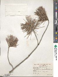 Pinus lambertiana image