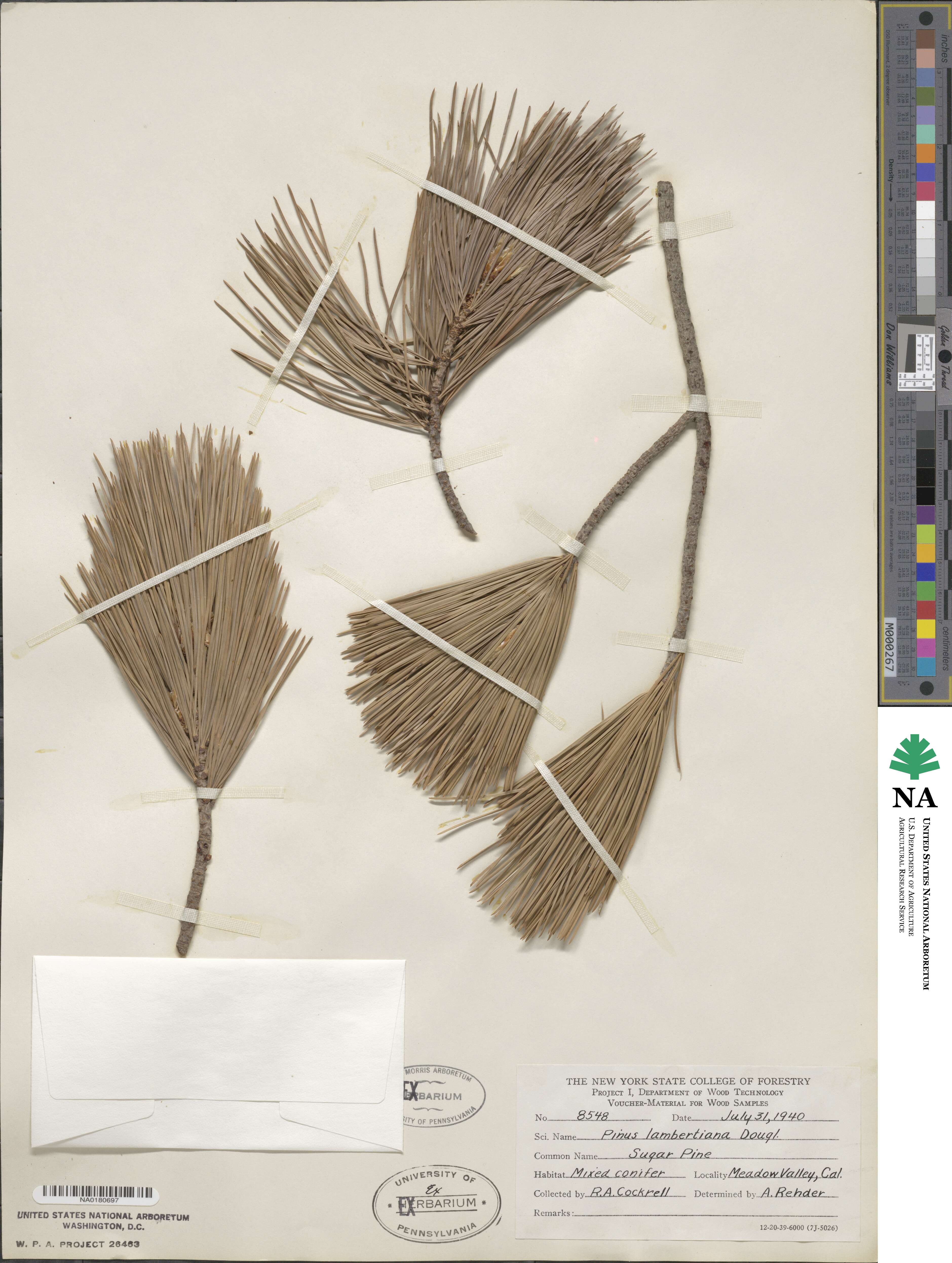 Pinus lambertiana image