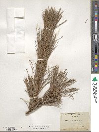 Pinus lambertiana image