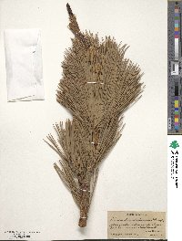 Pinus lambertiana image