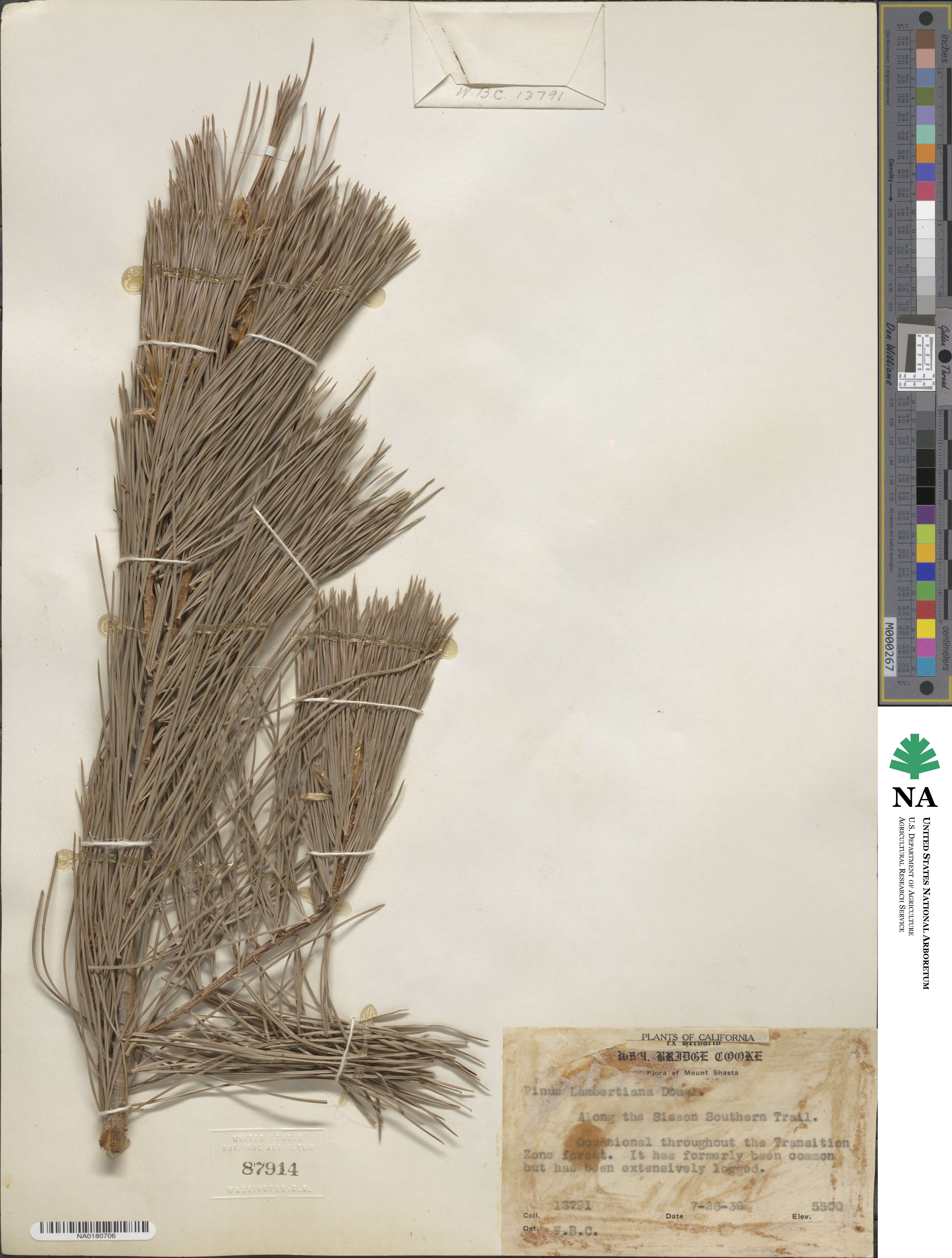 Pinus lambertiana image