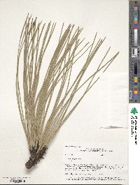 Pinus engelmannii image