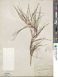 Pinus leiophylla image