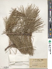 Pinus leiophylla image