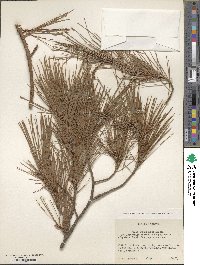 Pinus leiophylla image