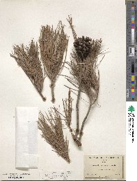 Pinus leiophylla image