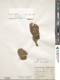 Pinus longaeva image