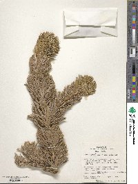 Pinus longaeva image