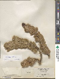 Pinus longaeva image