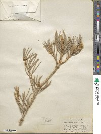 Pinus monophylla image