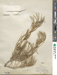 Pinus monophylla image