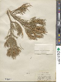 Pinus monophylla image