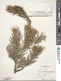 Pinus monophylla image