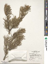 Pinus monophylla image