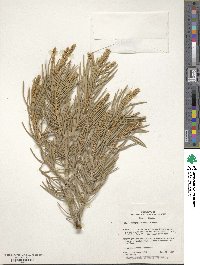 Pinus monophylla image