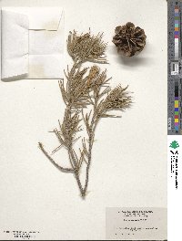 Pinus monophylla image