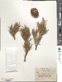 Pinus monophylla image