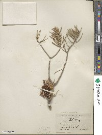 Pinus monophylla image