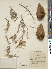 Pinus monophylla image