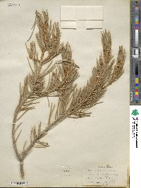 Pinus monophylla image