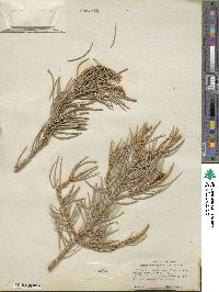 Pinus monophylla image