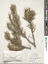 Pinus monophylla image