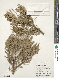 Pinus monophylla image