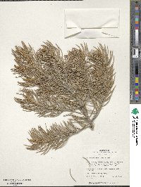 Pinus monophylla image