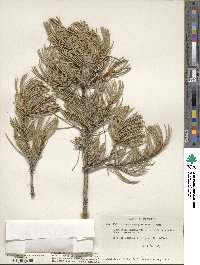 Pinus monophylla image